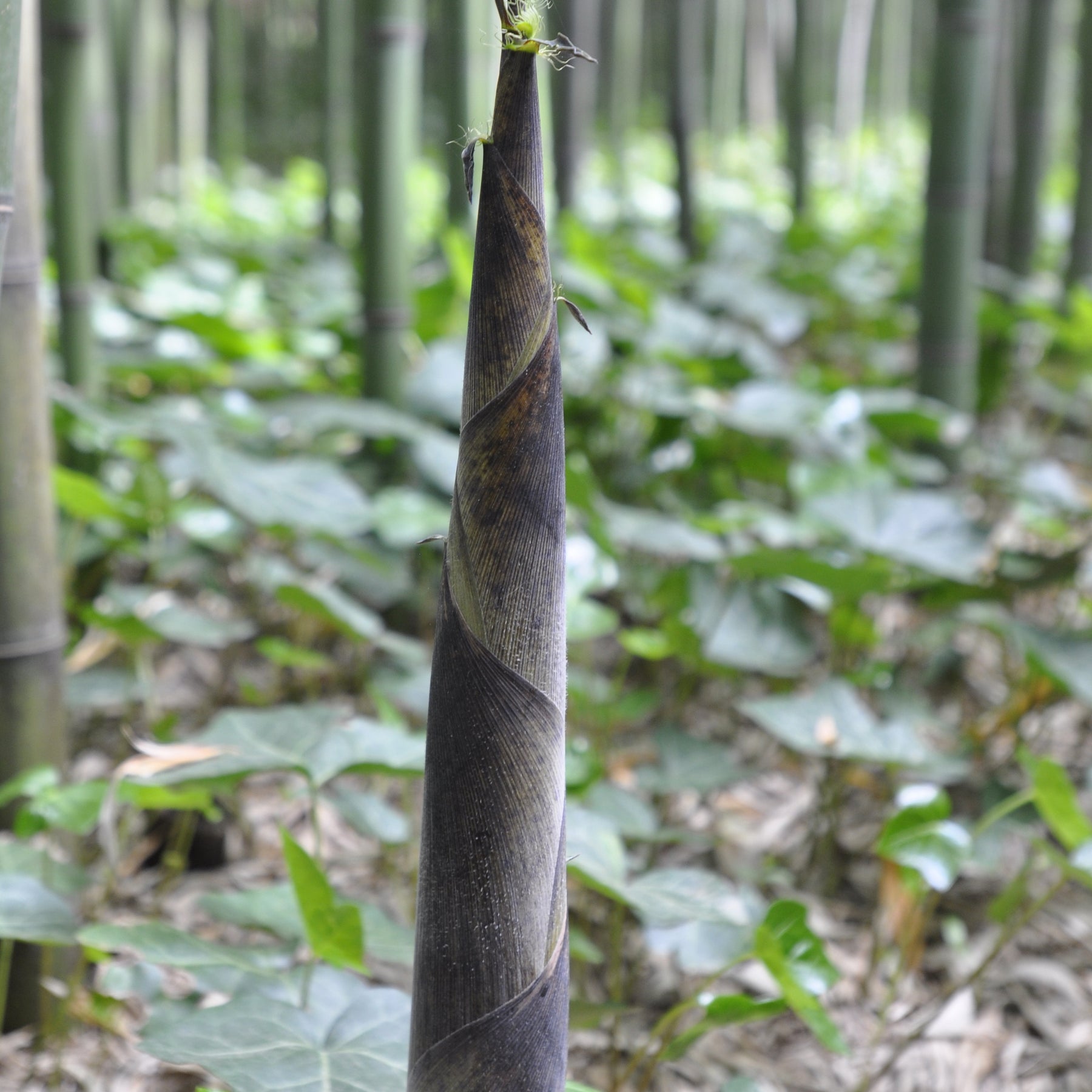 Bambou Phyllostachys viridiglaucescens 15L pour votre jardin réf 020328 - Phyllostachys viridiglaucescens - Bambous