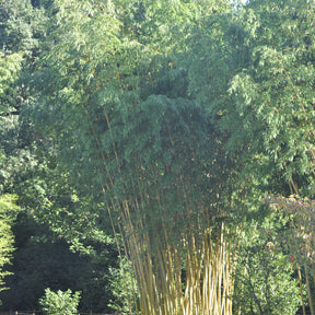 Bambou Phyllostachys vivax aureocaulis 7L - Phyllostachys vivax aureocaulis - Plantes