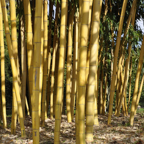 Bambou Phyllostachys vivax aureocaulis 7L - Phyllostachys vivax aureocaulis - Arbustes