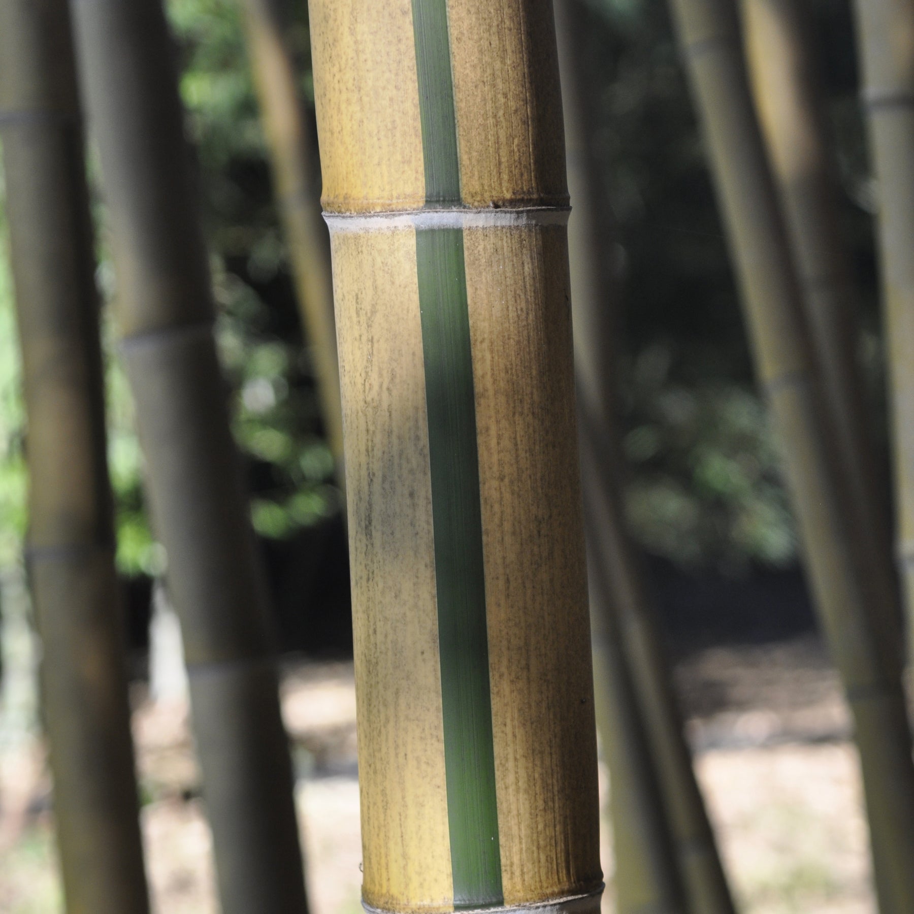 Bambou Phyllostachys vivax aureocaulis 7L - Phyllostachys vivax aureocaulis - Bambous