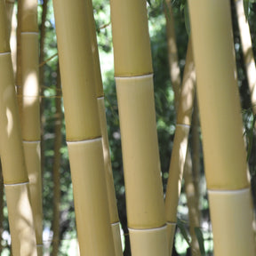 Bambou Phyllostachys vivax aureocaulis 7L - Phyllostachys vivax aureocaulis