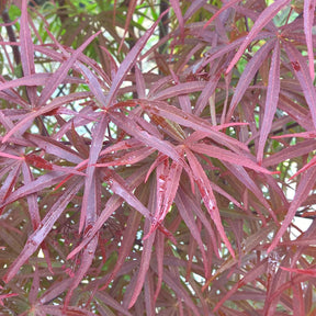 Erable Acer palmatum Atrolineare 15L - Acer palmatum atrolineare - Plantes