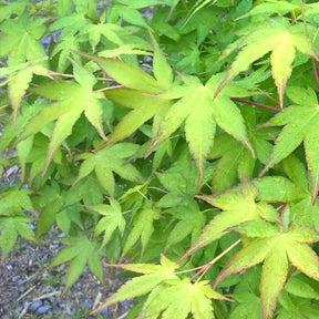 Erable Acer palmatum Aureum 15L - Acer palmatum aureum - Plantes