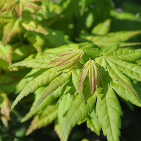 Erable Acer palmatum Aureum 15L - Acer palmatum aureum - Arbres