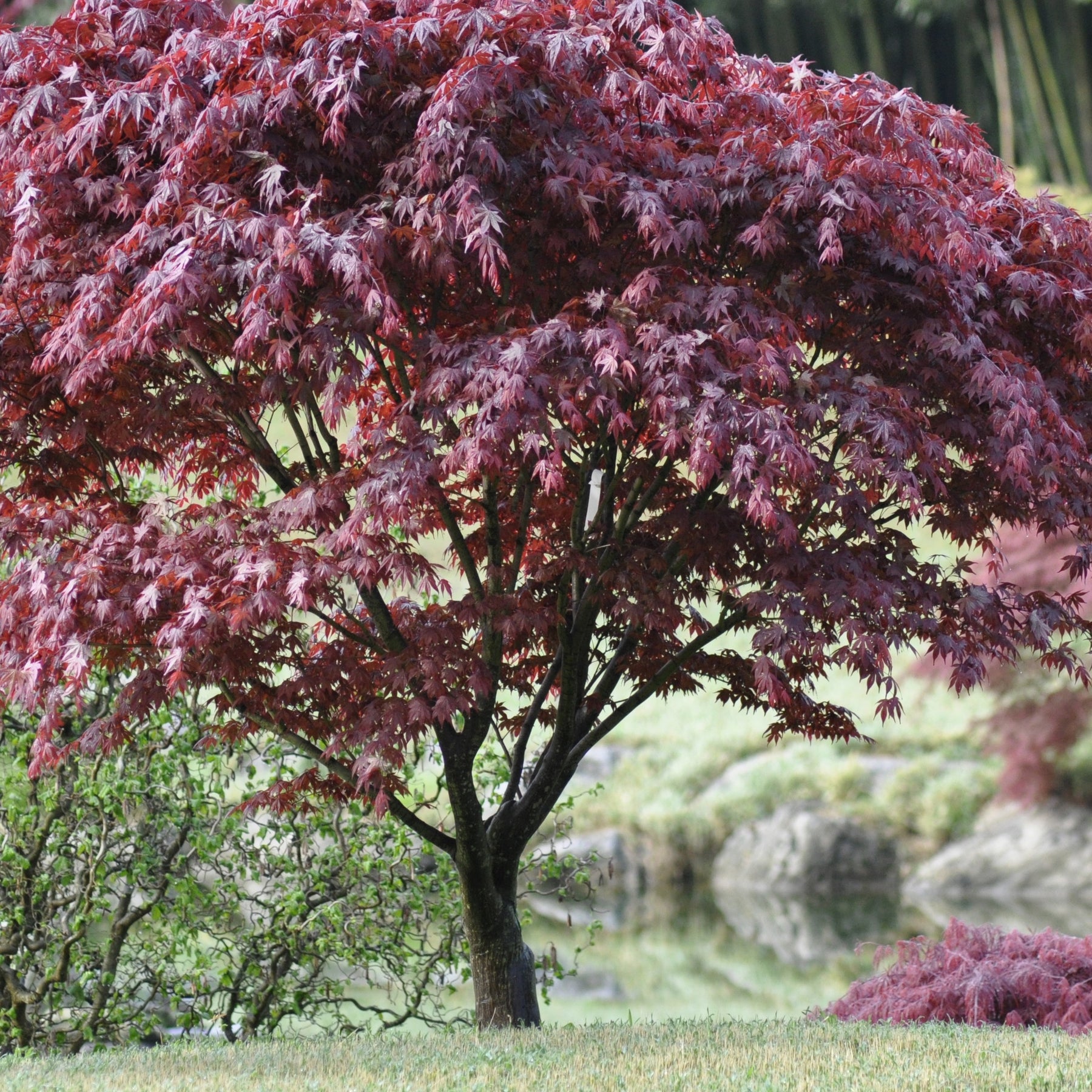 Erable Acer palmatum Bloodgood 15L - Acer palmatum bloodgood - Plantes