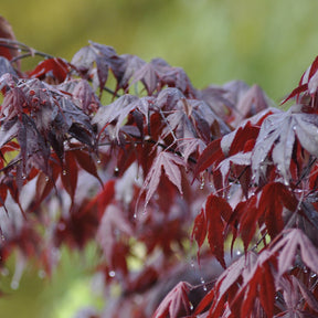 Erable Acer palmatum Bloodgood 15L - Acer palmatum bloodgood - Arbres