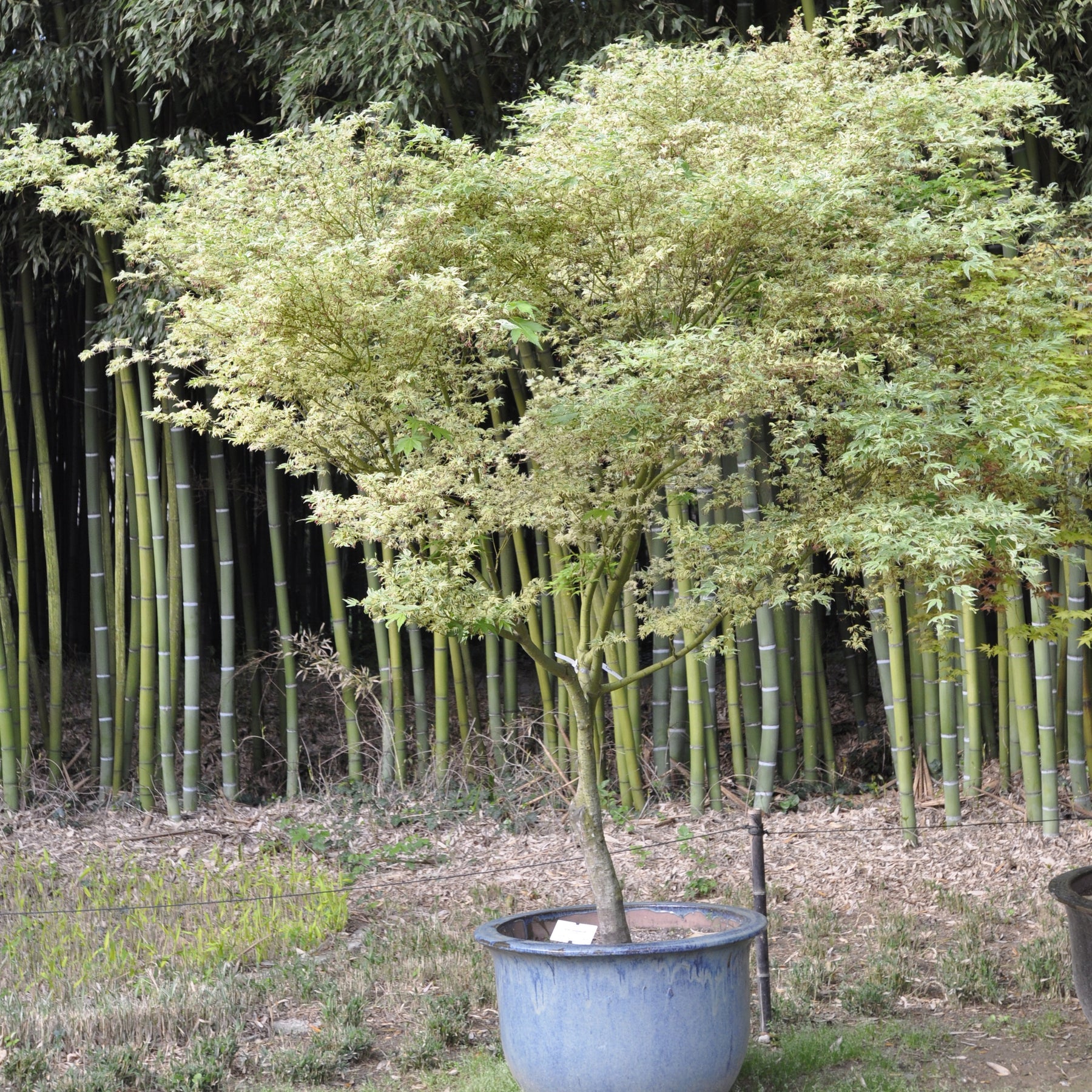 Erable Acer palmatum Butterfly 15L - Acer palmatum butterfly - Plantes