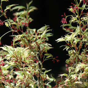 Erable Acer palmatum Butterfly 15L - Acer palmatum butterfly - Arbres