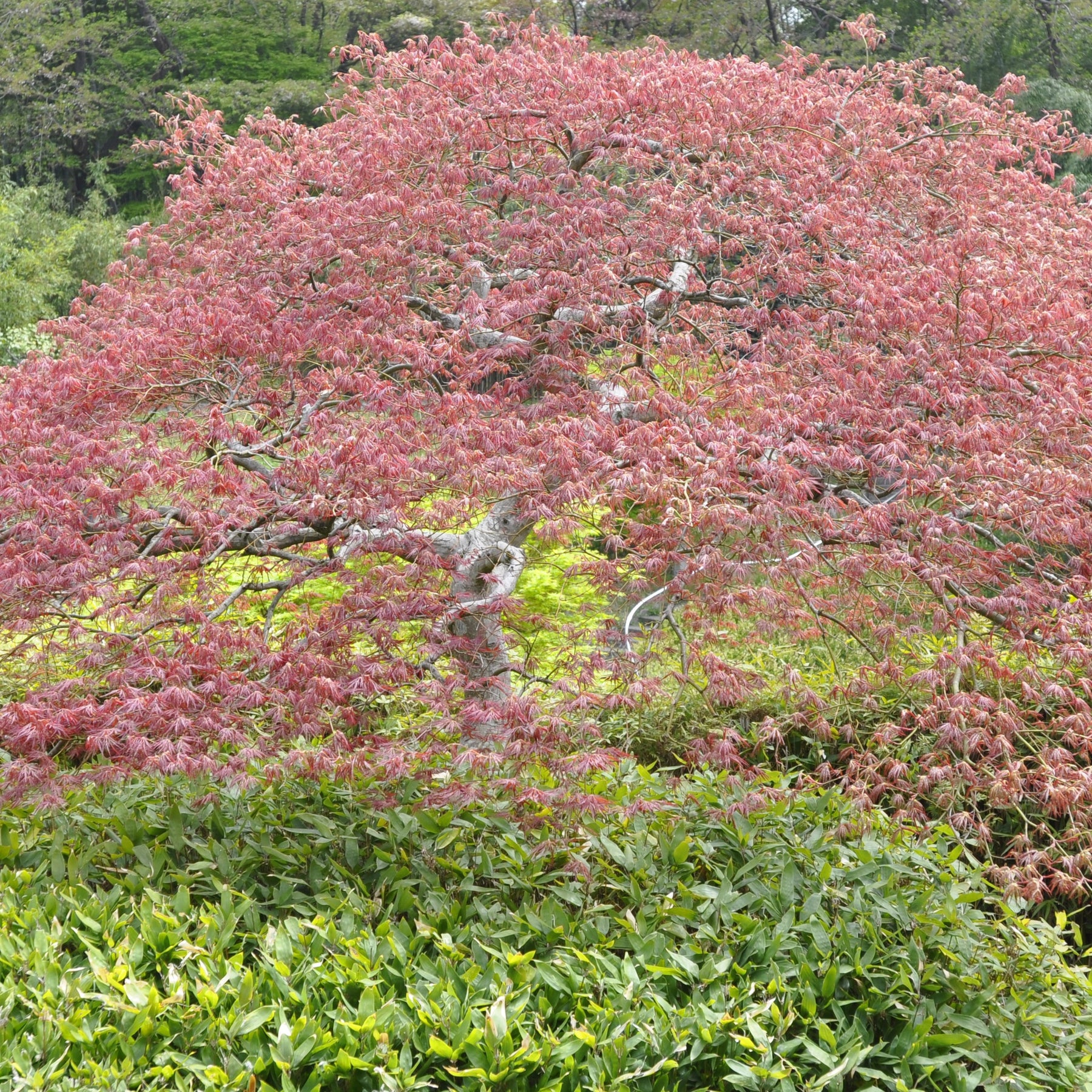 Erable Acer palmatum Crimson Queen 15L - Acer palmatum crimson queen - Plantes