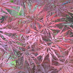 Erable Acer palmatum Crimson Queen 15L - Acer palmatum crimson queen - Arbres