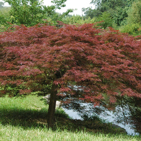 Erable Acer palmatum Dissectum Garnet 15L - Acer palmatum dissectum garnet - Plantes