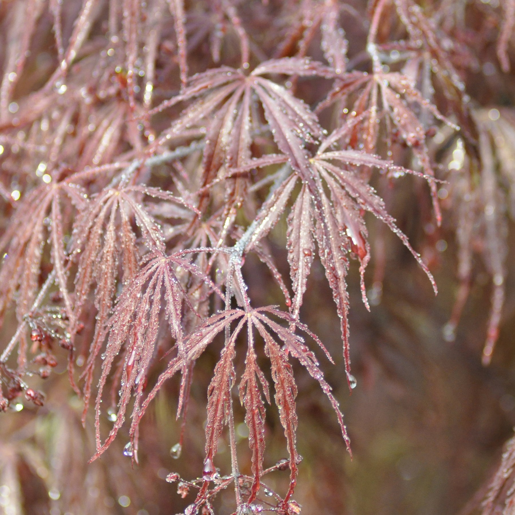 Erable Acer palmatum Dissectum Garnet 15L - Acer palmatum dissectum garnet - Arbres