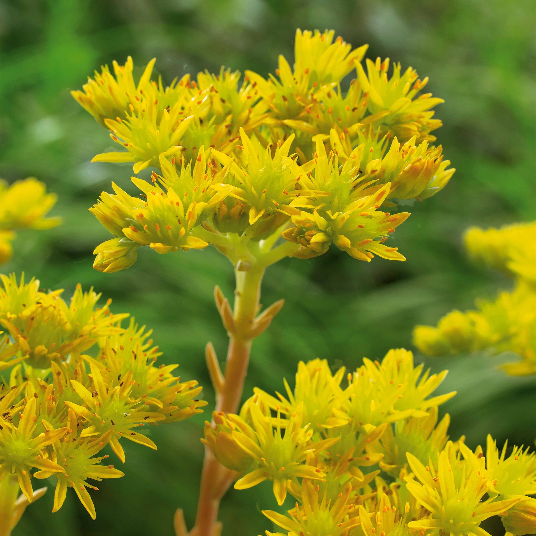 2 Sédums crispés - Sedum reflexum cristatum - Plantes vivaces