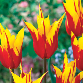 Coll. 30 tulipes fleur de lis :Aile de feu,Etoile verte,Amour eternel - Tulipa'firewings','greenstar','lasting love' - Bulbes à fleurs