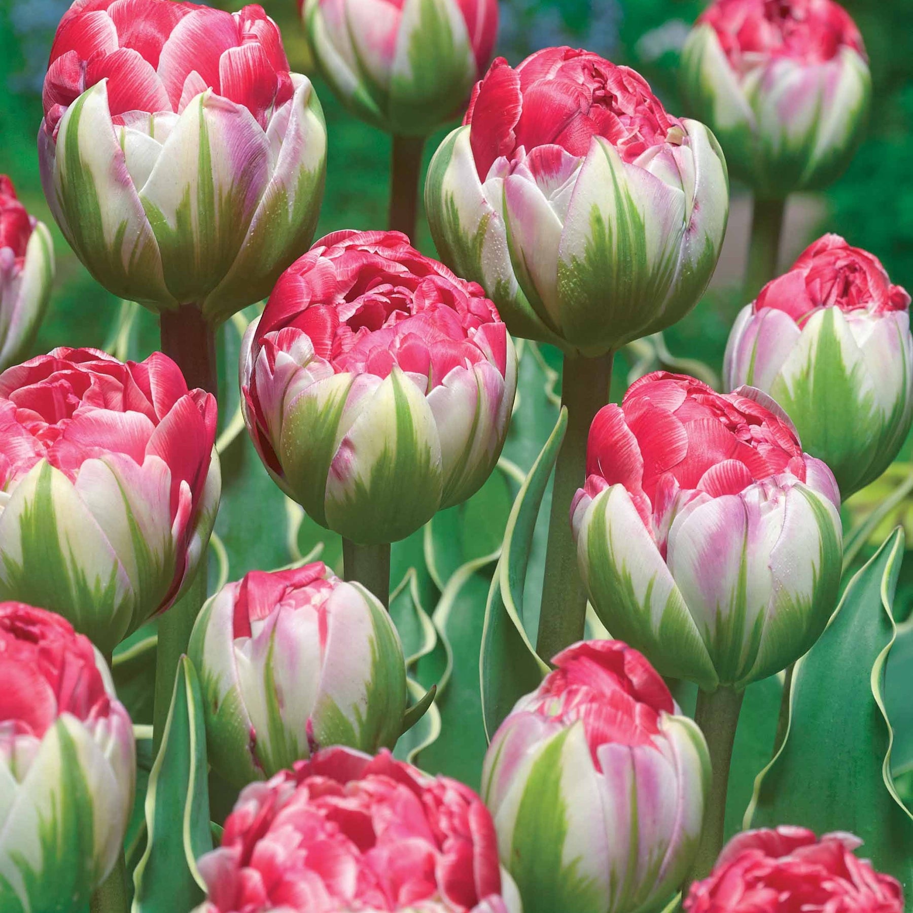 5 Tulipes fleur de pivoine Sensation Double - Tulipa sensation double - Plantes