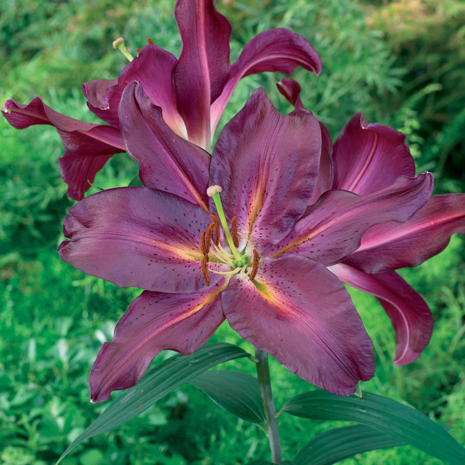 3 Lis orientaux Gran Turismo - Lilium gran turismo - Plantes