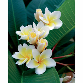 Frangipanier + cache pot blanc 16 cm. - Plumeria alba - Plantes