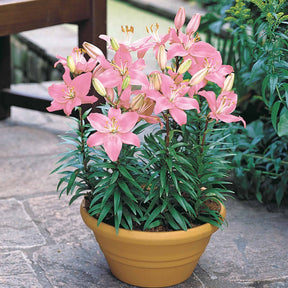 3 Lis Discoteca - Lilium discoteca - Plantes