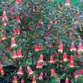 Corrée Clochettes de Canberra - Correa canberra bells - Plantes