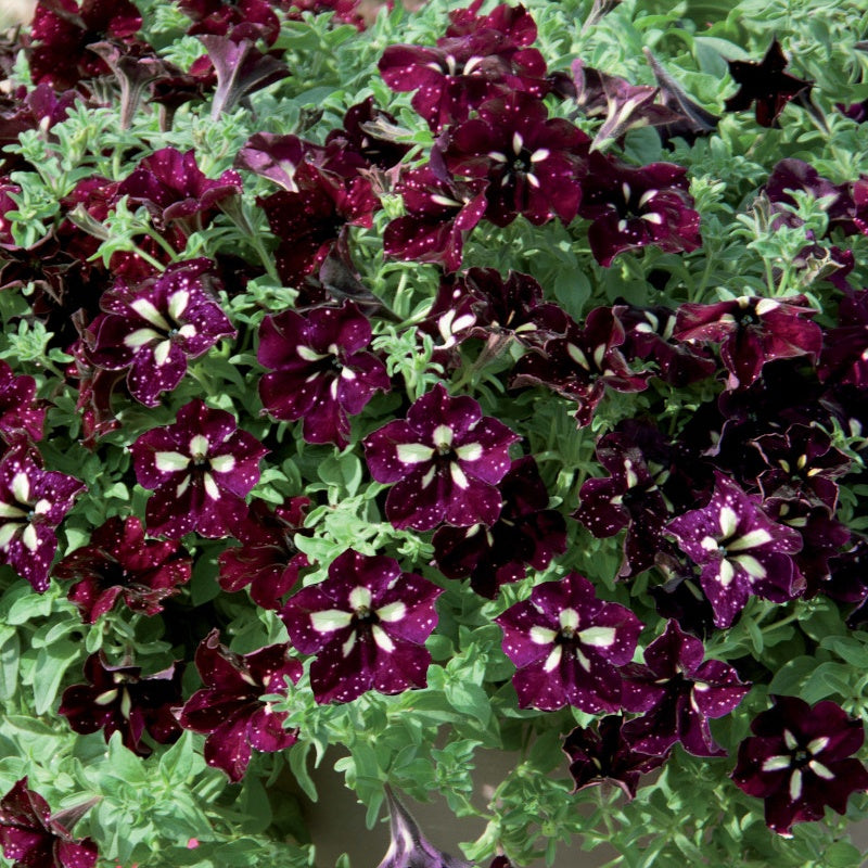 3 Pétunias pourpre crème Lightning Sky - Petunia lightning sky - Plantes