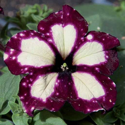 3 Pétunias pourpre crème Lightning Sky - Petunia lightning sky - Pétunias