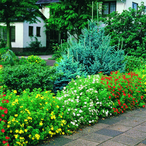 6 Potentilles assorties : orange, jaune, blanche - Haie de 3 m long - Potentilla ‘hopley’s’ orange, goldfinger jaune, ‘abbotswood’ blanch - Plantes