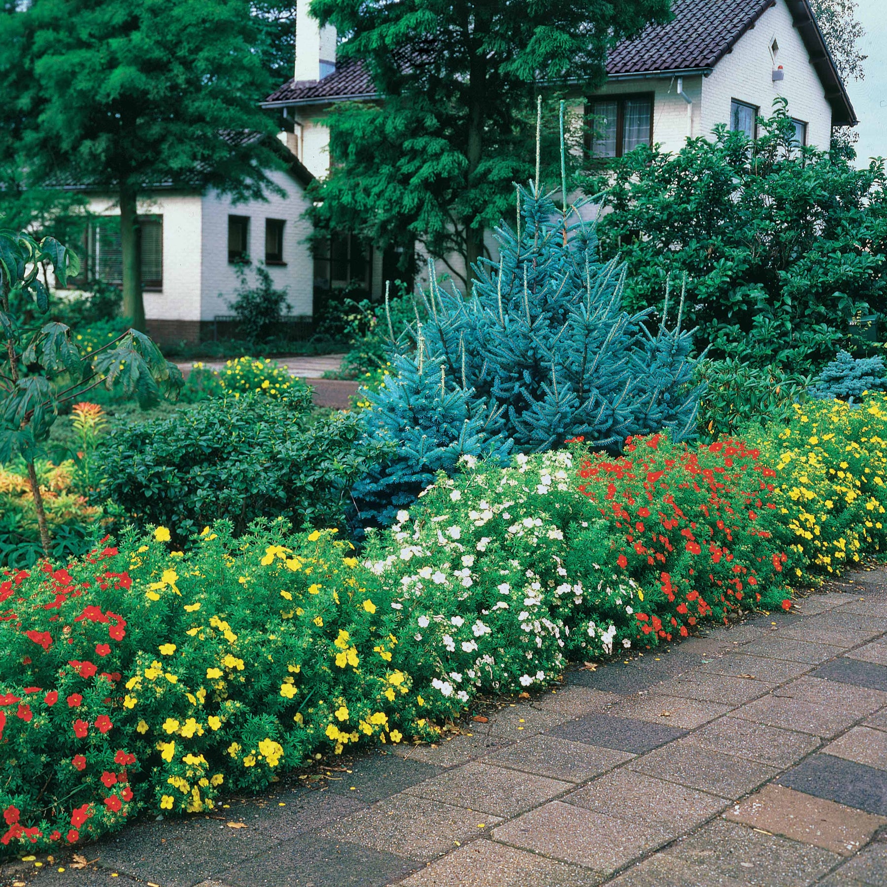 6 Potentilles assorties : orange, jaune, blanche - Haie de 3 m long - Potentilla ‘hopley’s’ orange, goldfinger jaune, ‘abbotswood’ blanch