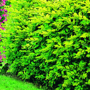 10 Troènes dorés - Haie de 2,5 m linéaire - Ligustrum ovalifolium aureum - Plantes