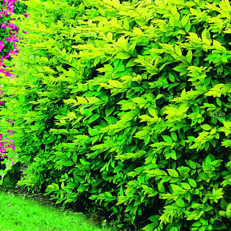 10 Troènes dorés - Haie de 2,5 m linéaire - Ligustrum ovalifolium aureum - Plantes