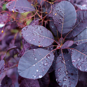 2 Arbres aux perruques pourpre Royal Purple - Cotinus coggygria royal purple