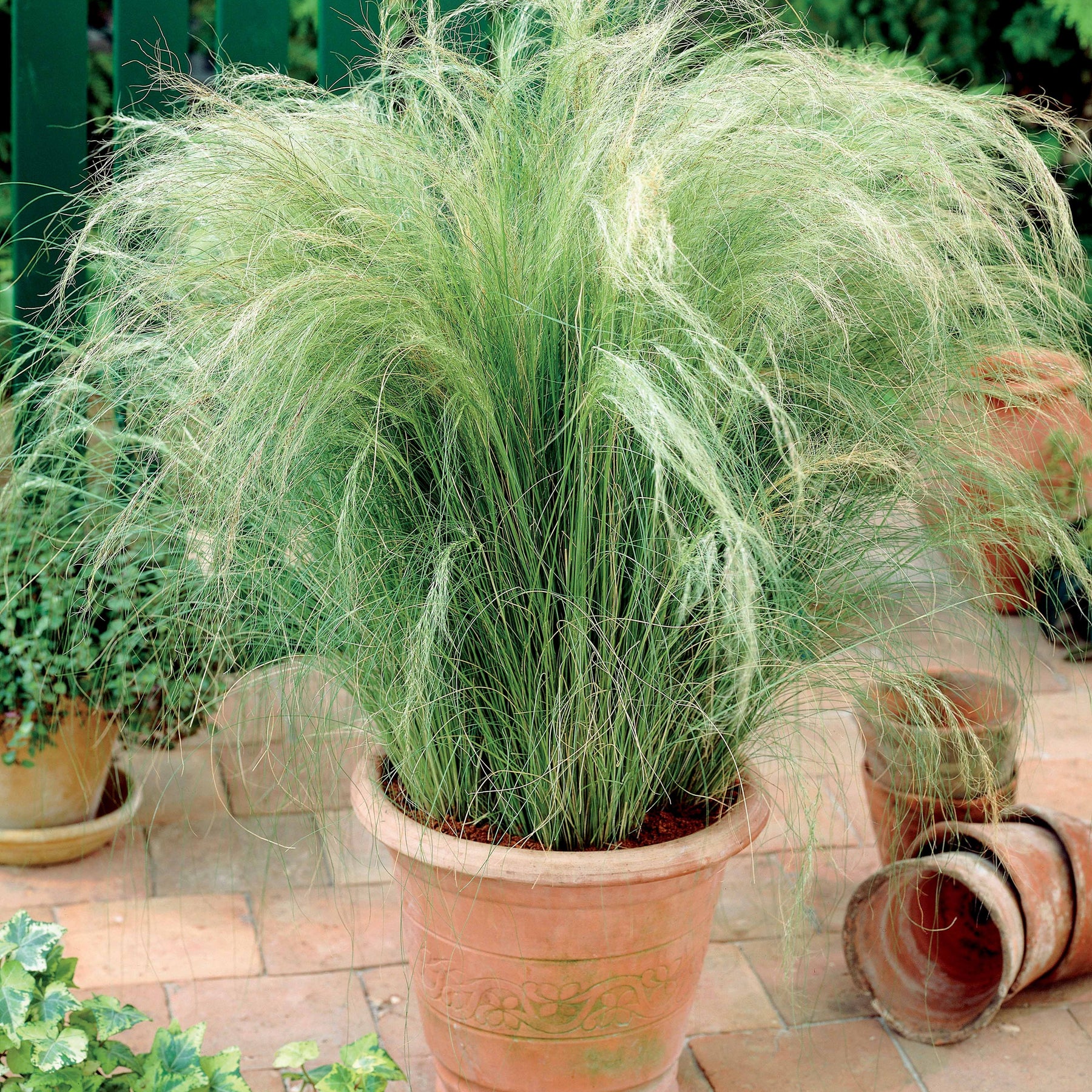 4 Cheveux d'ange - Stipa tenuissima - Plantes