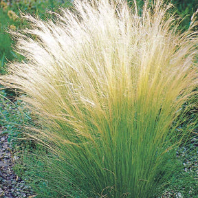 4 Cheveux d'ange - Stipa tenuissima - Plantes vivaces