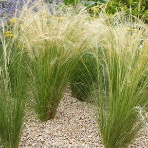 4 Cheveux d'ange - Stipa tenuissima - Graminées