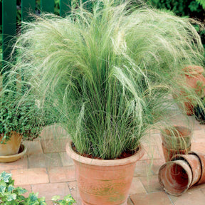 10 Cheveux d'ange - Stipa tenuissima - Plantes