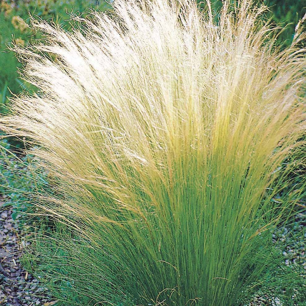 10 Cheveux d'ange - Stipa tenuissima - Plantes vivaces