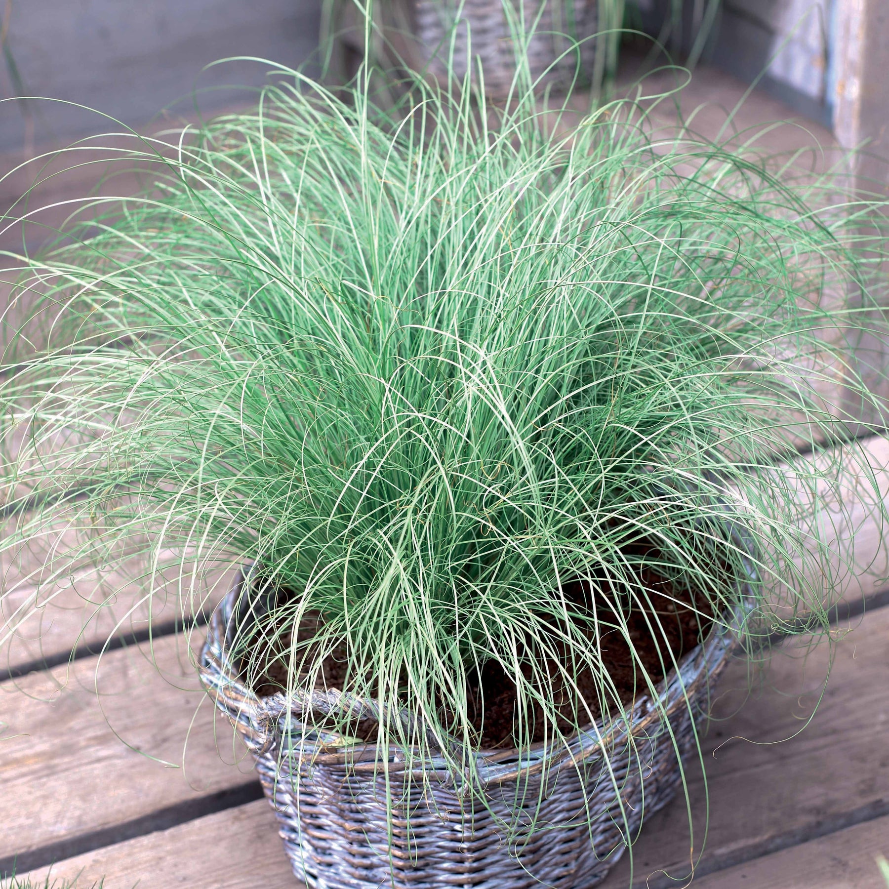 4 Laiches d'Oshima - Carex oshimensis evergreen - Plantes