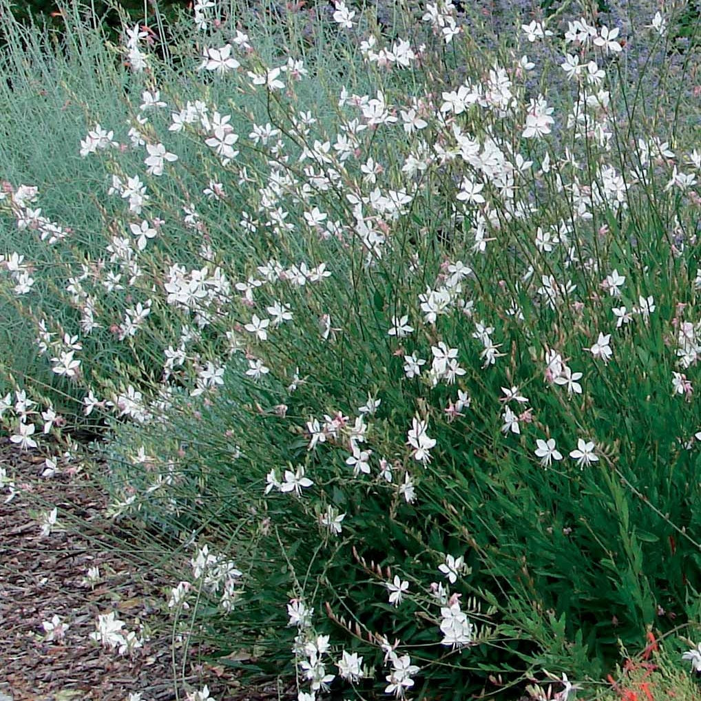 4 Gauras blanches - Gaura lindheimeri whirling butterflies - Plantes