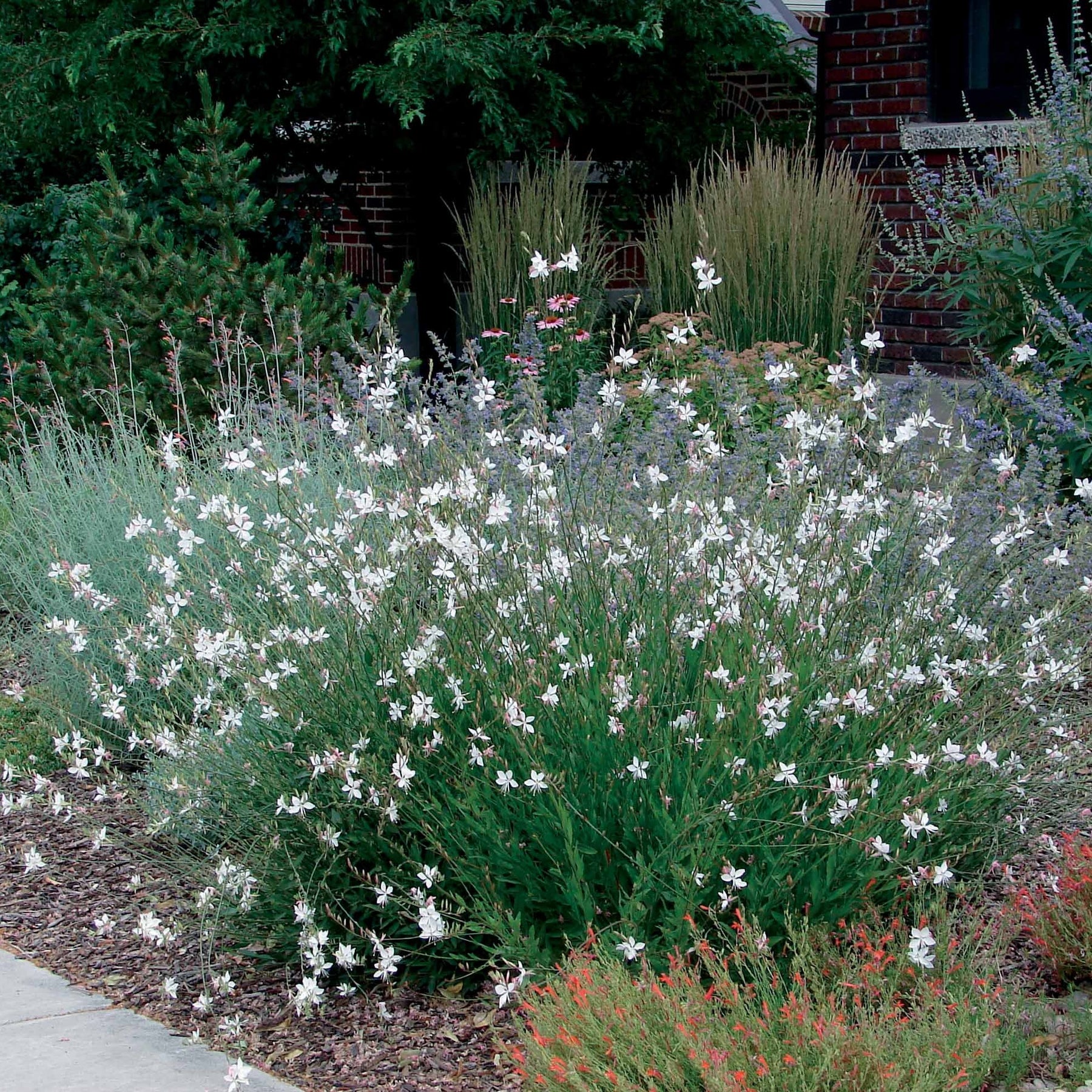 4 Gauras blanches - Gaura lindheimeri whirling butterflies - Plantes vivaces