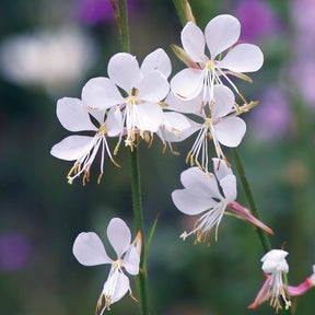 4 Gauras blanches - Gaura lindheimeri whirling butterflies - Gaura