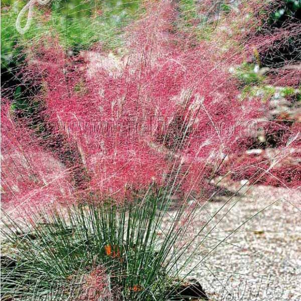 10 Herbes aux épis roses - Muhlenbergia capillaris - Plantes vivaces