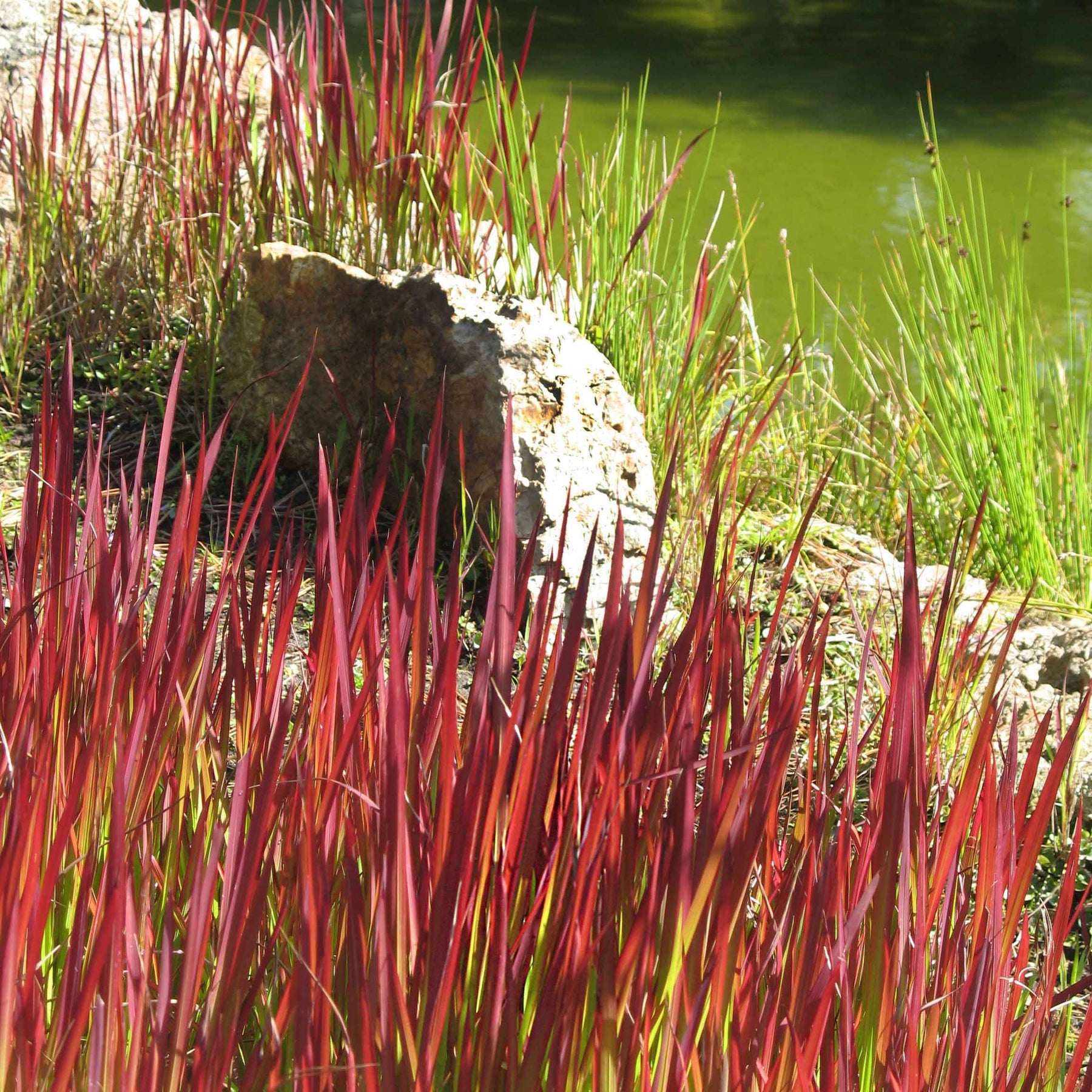 4 Imperata Red Baron - Imperata cylindrica red baron - Plantes