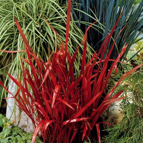 4 Imperata Red Baron - Imperata cylindrica red baron - Plantes vivaces