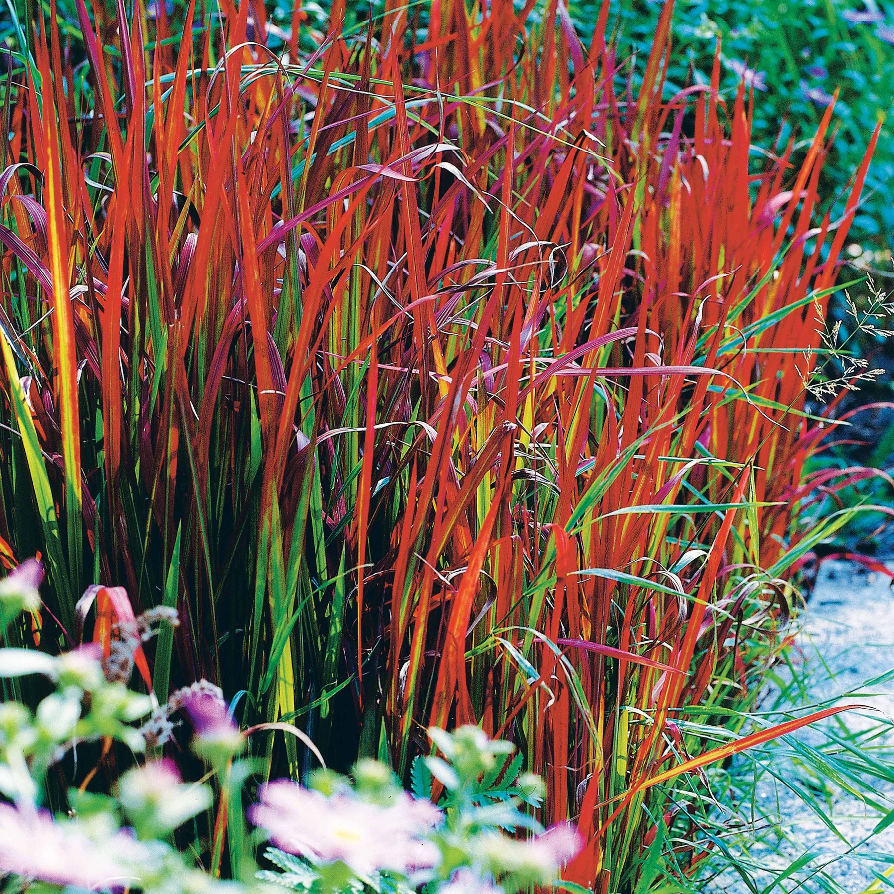 4 Imperata Red Baron - Imperata cylindrica red baron