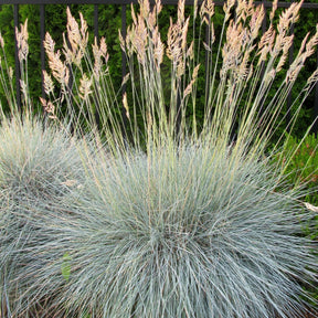 6 Fétuques bleues - Festuca glauca - Plantes vivaces