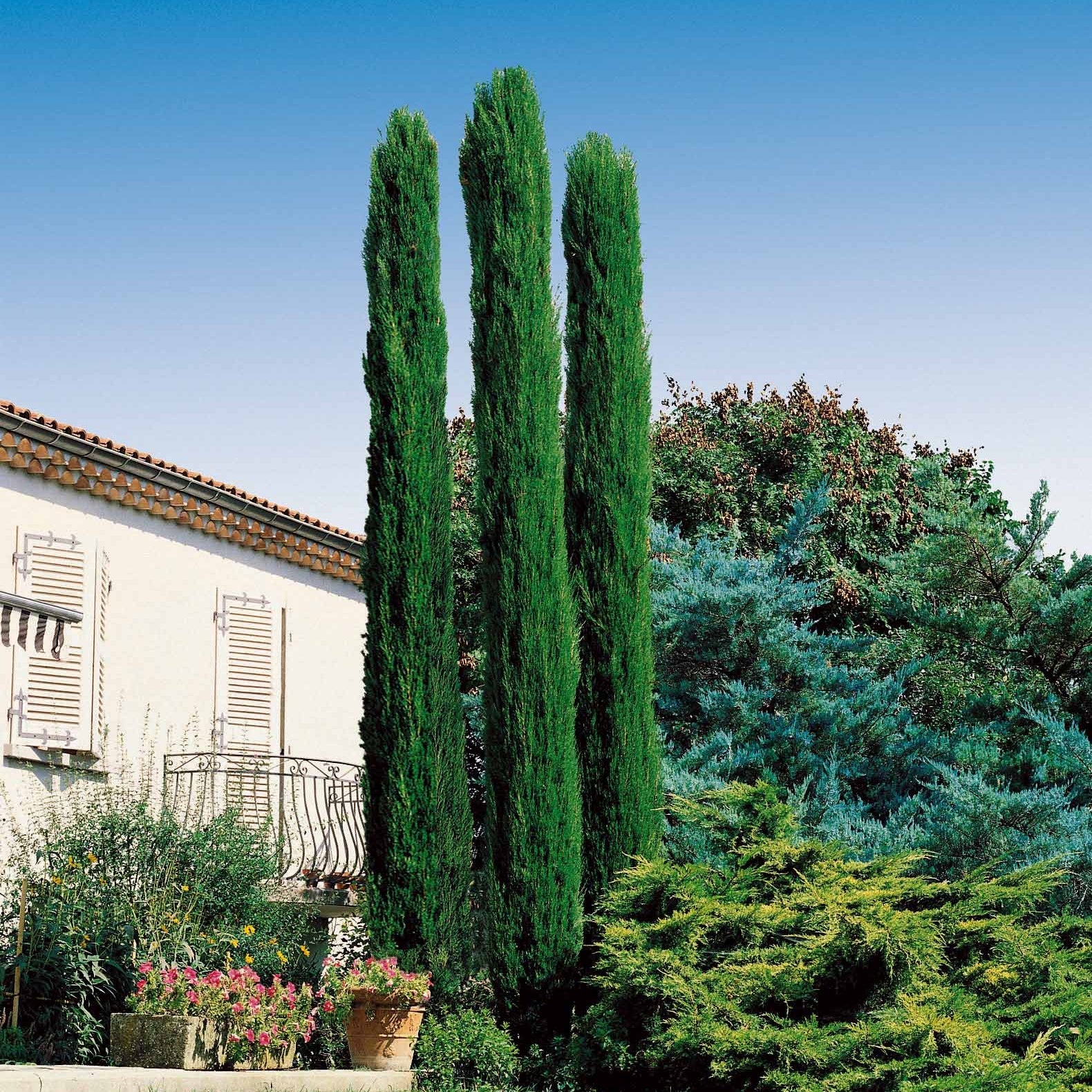 2 Cyprès Totem - Cupressus sempervirens totem - Plantes