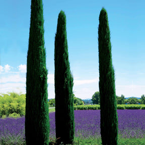 2 Cyprès Totem - Cupressus sempervirens totem - Arbres