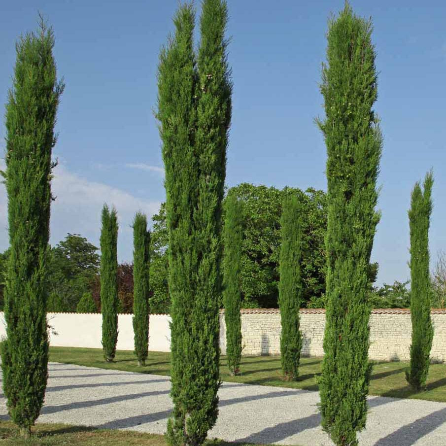 2 Cyprès Totem - Cupressus sempervirens totem - Cyprès