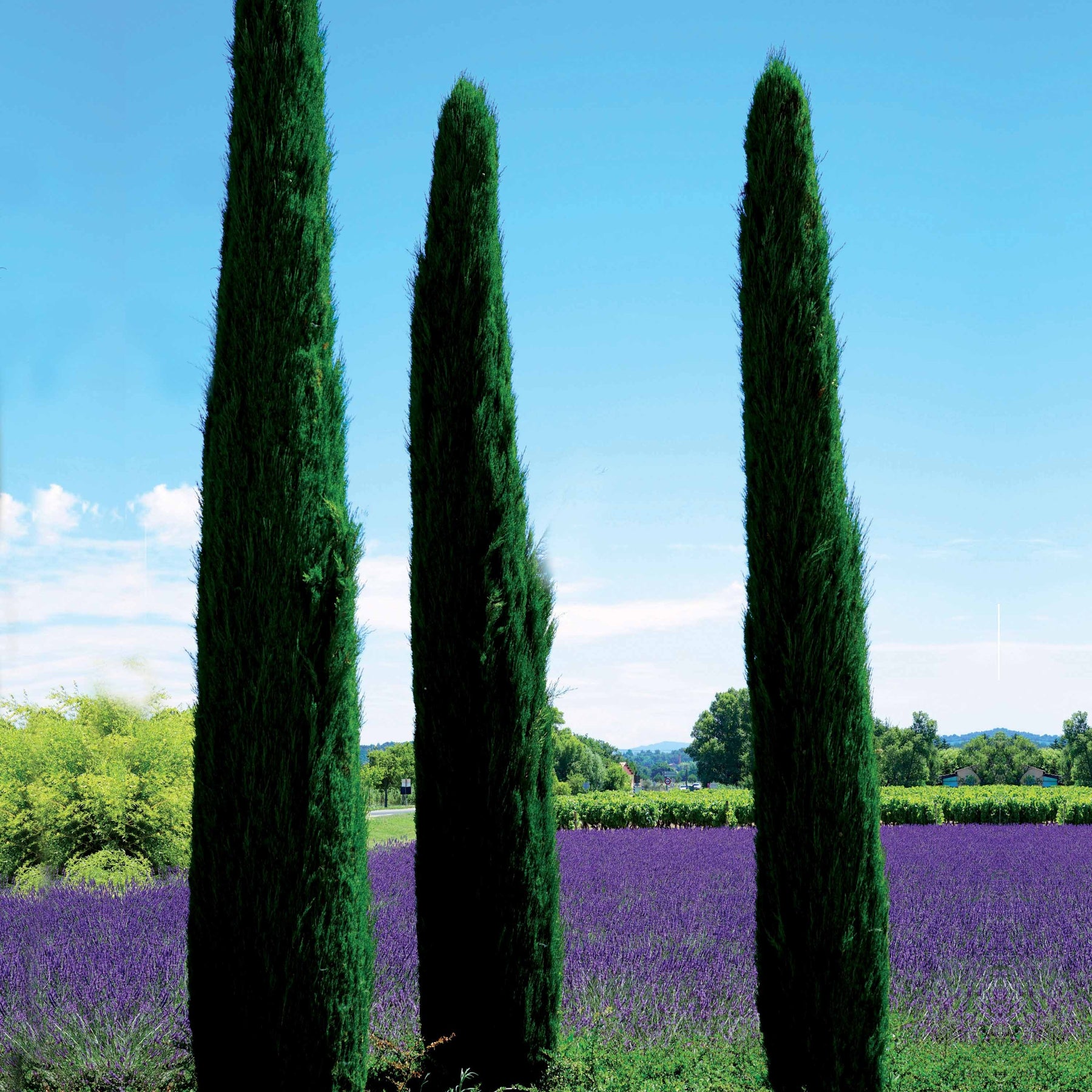 4 Cyprès Totem - Cupressus sempervirens totem - Arbres