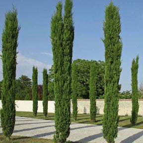 4 Cyprès Totem - Cupressus sempervirens totem - Cyprès