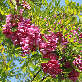 Acacia rose - Robinia hispida rosea - Plantes